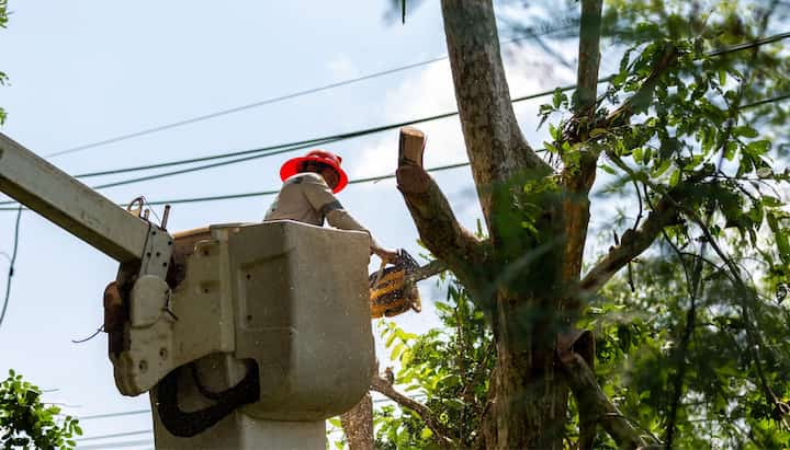 Tree care and maintenance expert chops down a branch in Los Angeles, California