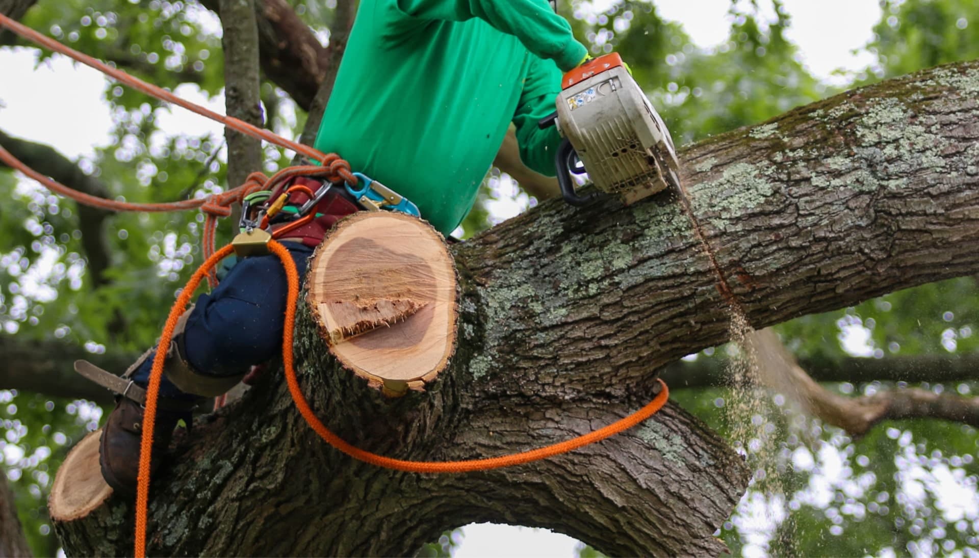 A green sweater wearing tree removal contractor in Los Angeles, California