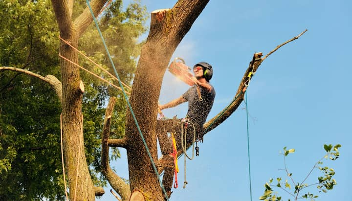 A tree removal contractor is using a drill while wearing goggles in Los Angeles, California