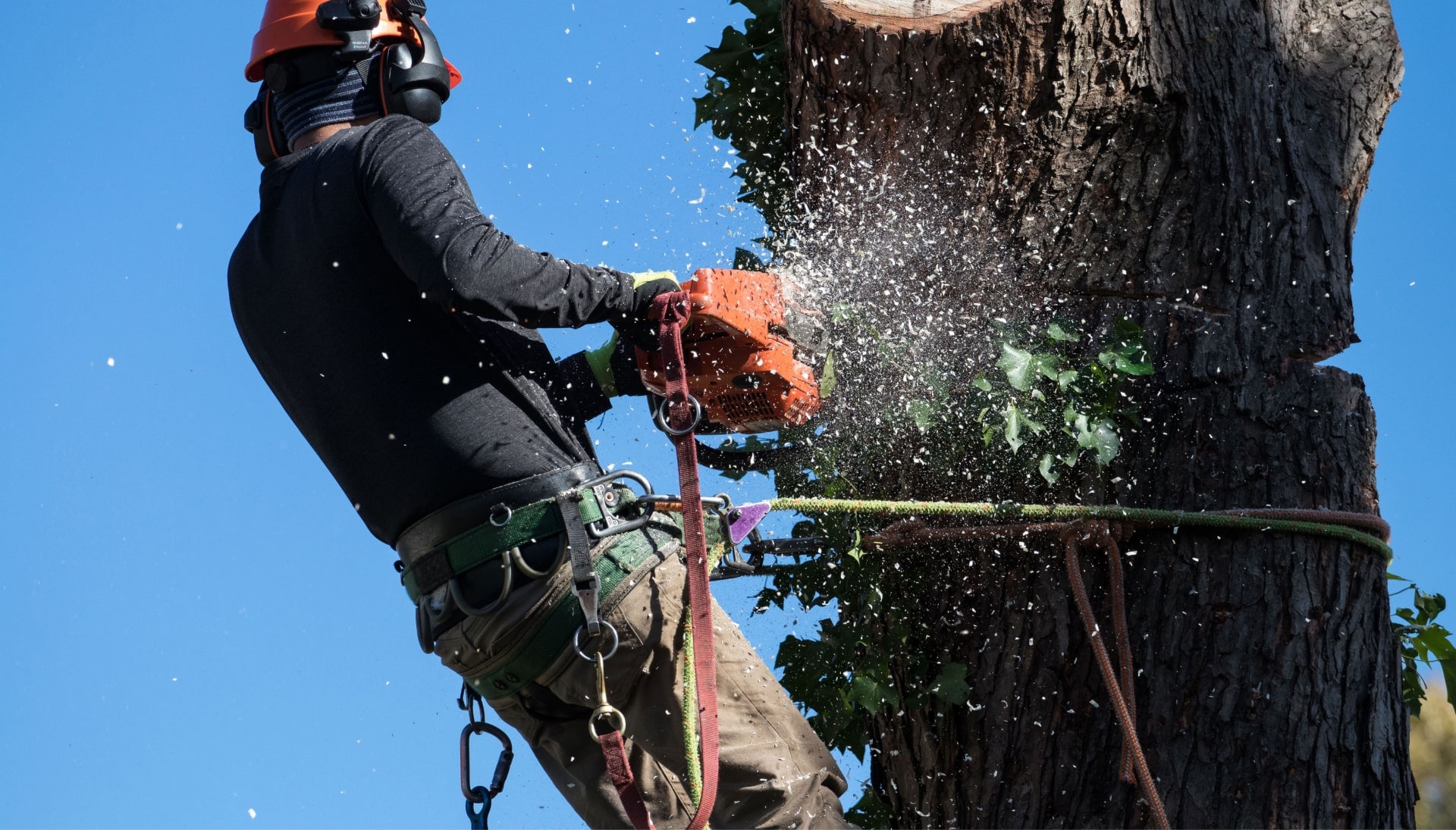 A tree removal solutions expert in Los Angeles, California using orange power saw