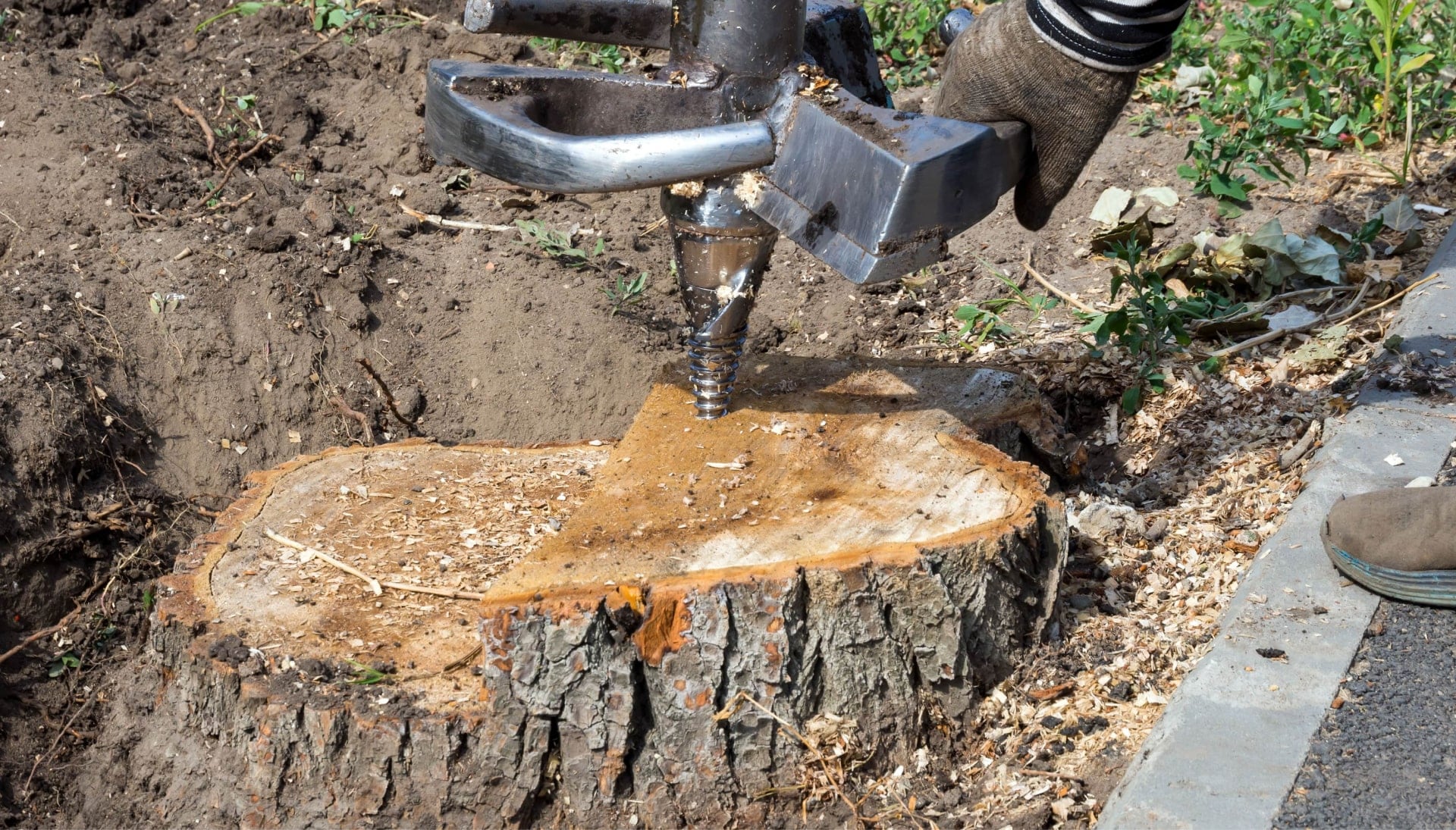 A local tree stump removal project for property in Los Angeles, California